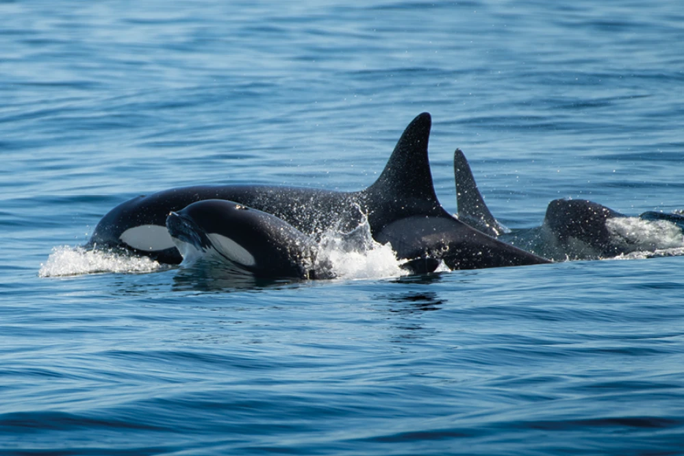 Farne Islands orcas and Northumberland spring wildlife